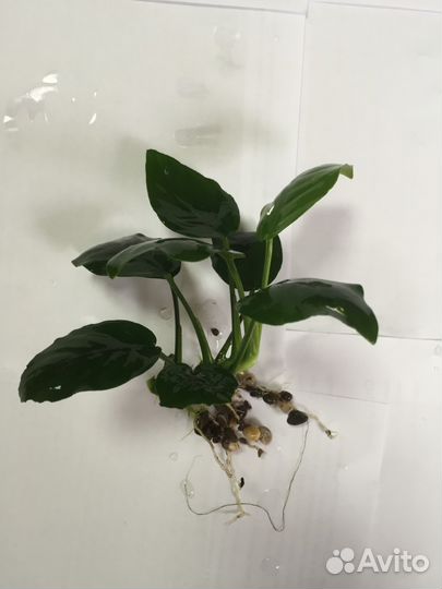 Аквариумные растения продам