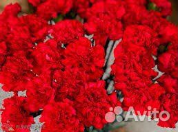 Гвоздика красная оптом в Красноярске