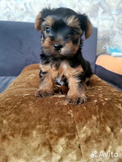 Вязка Йорик-мини