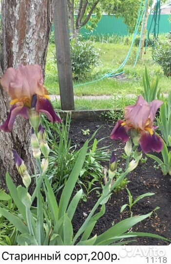 Ирисы цветы