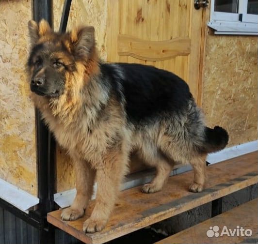 Немецкая овчарка вязка