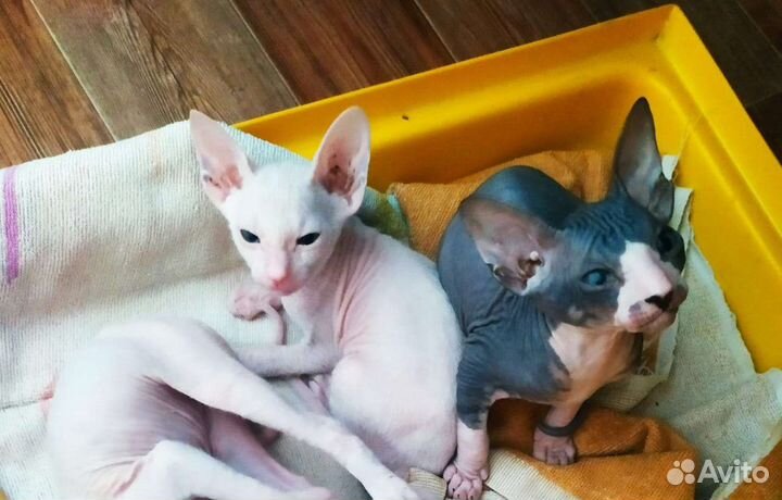 Ждём кошечку на вязку