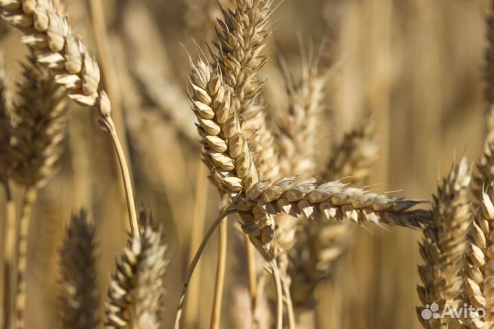 Пшеница