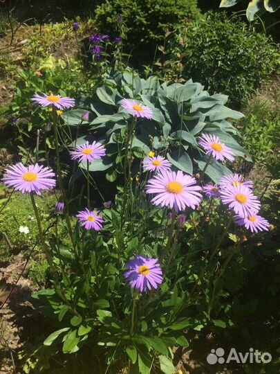 Садовые многолетние цветы