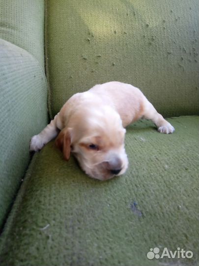 Кокер спаниель