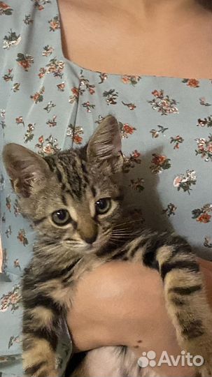Котенок
