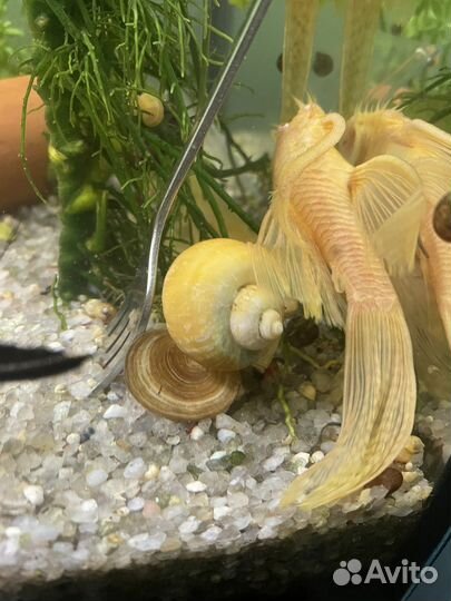 Улитки ампулярии жёлтые