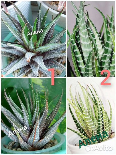 Хавортии вариегатные