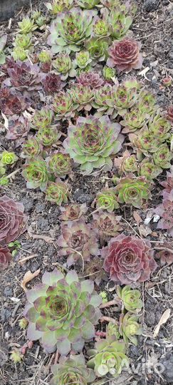 Молодило, каменная роза