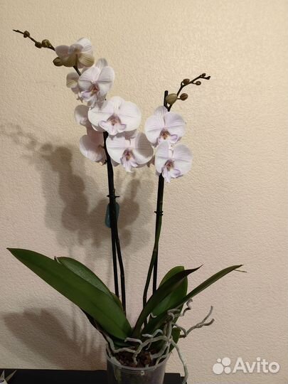 Орхидея биг лип