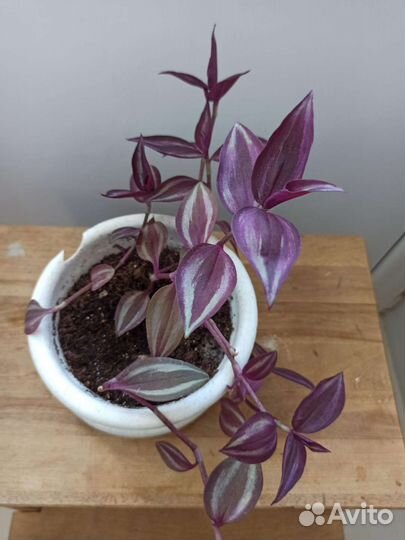 Традесканции