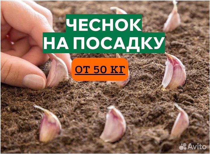 Чеснок озимый на посадку