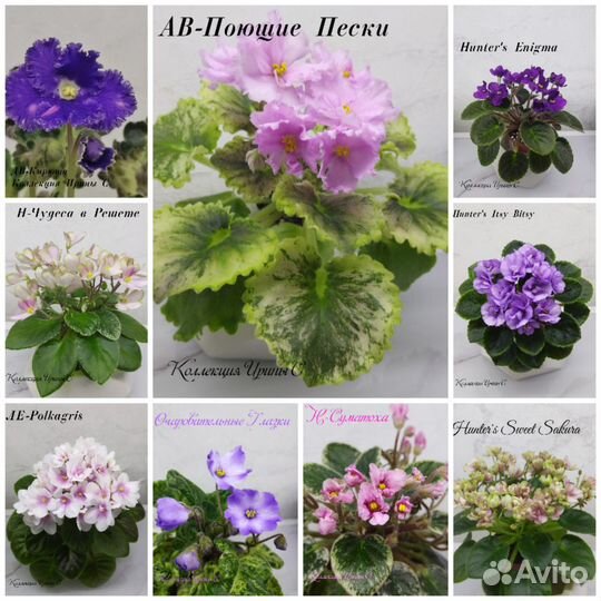 Фиалки мини лист на срез