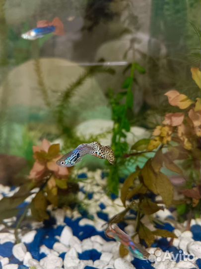 Аквариумные рыбки гуппи