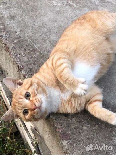 Кот ищет дом