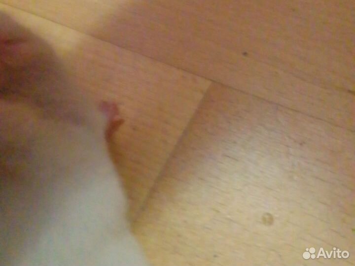 Сирийский хомячок