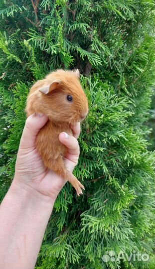 Морские свинки калифорния