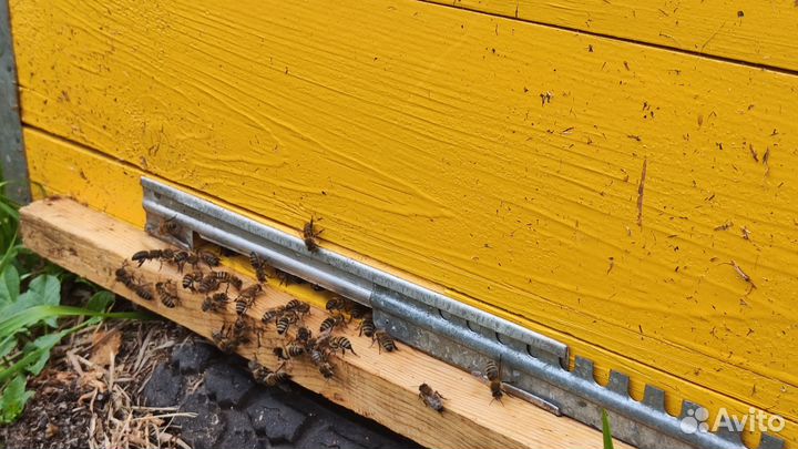 Акациевый мёд свежий только оптом от 16кг