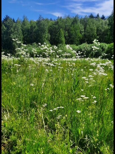 Участок 7 сот. (СНТ, ДНП)