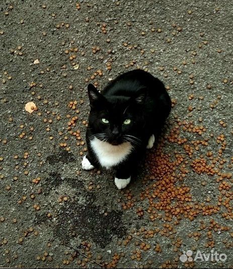 Маркизный Котик в добрые руки