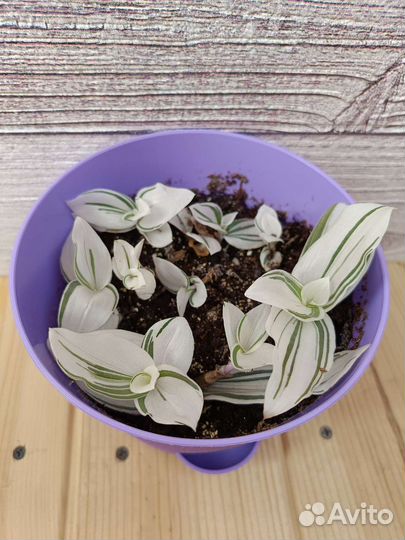 Традесканции 38 сортов, часть 4