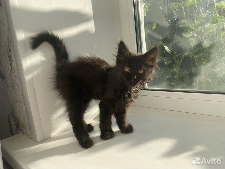 Кошка в дар бесплатно