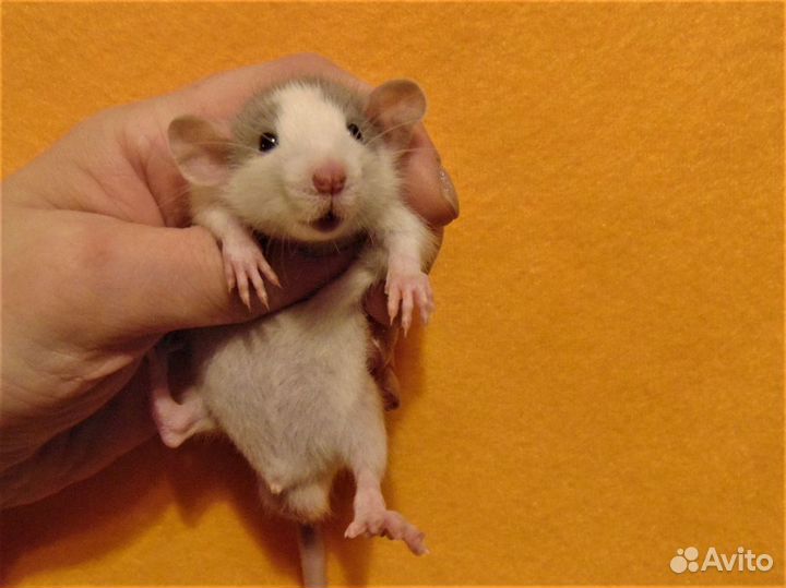 Крысята, крысы дамбо от заводчика, клетки, гамак