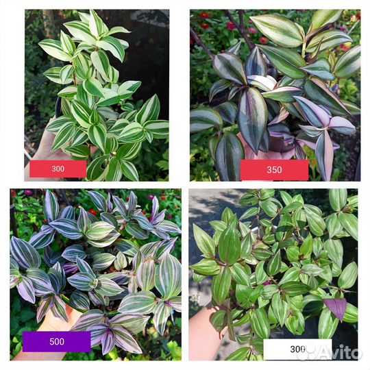 Традесканция