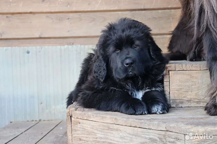 Тибетский мастиф