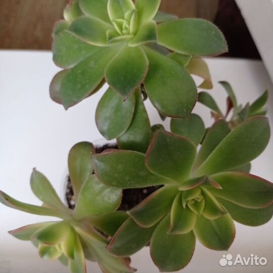 Садики из суккулентов