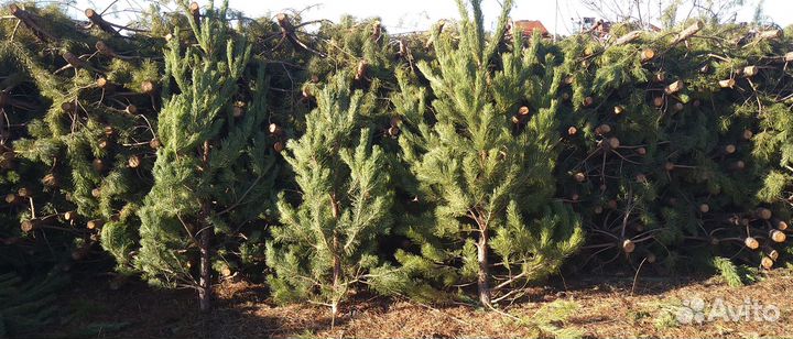 Сосна новогодняя (ёлка) оптом
