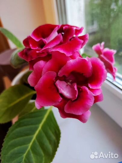 Глоксиния лист