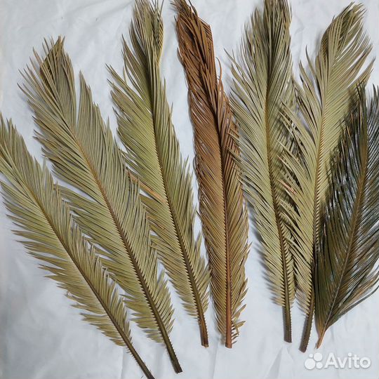 Листья пальмы