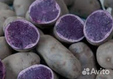 Картофель на посадку фиолетовый