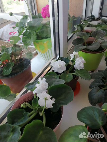 Фиалка в горшках