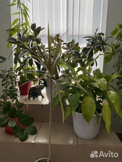 Фикус, замиакулькас, бамбук, спатифиллум