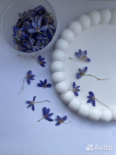 Сухоцветы для творчества