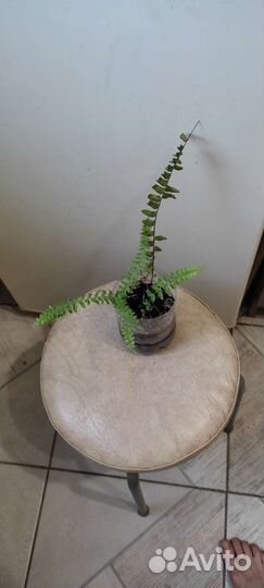 Комнатные растения по 50