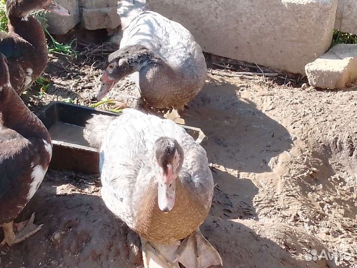 Селезень индоутки