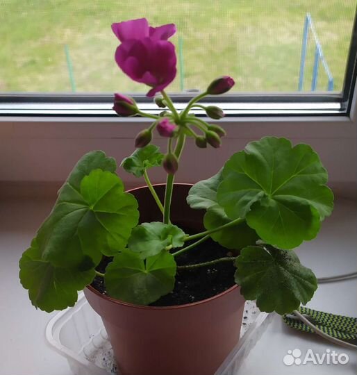 Пеларгония герань