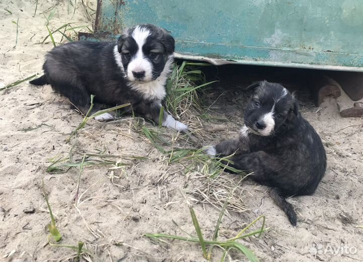 Щенки