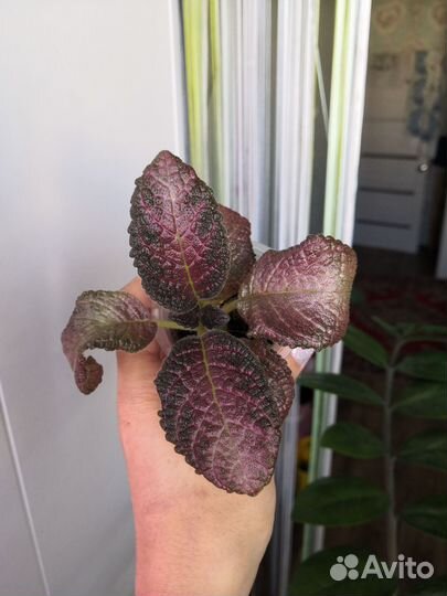 Комнатные растения