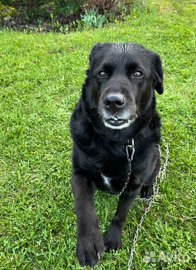 Отдам лабрадора