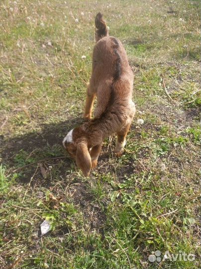 Продам козу