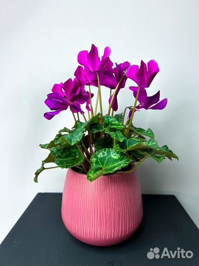 Цветущий цикламен в керамическом кашпо