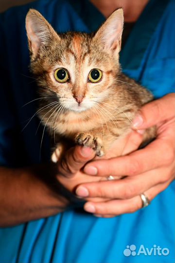 Котенок в добрые руки