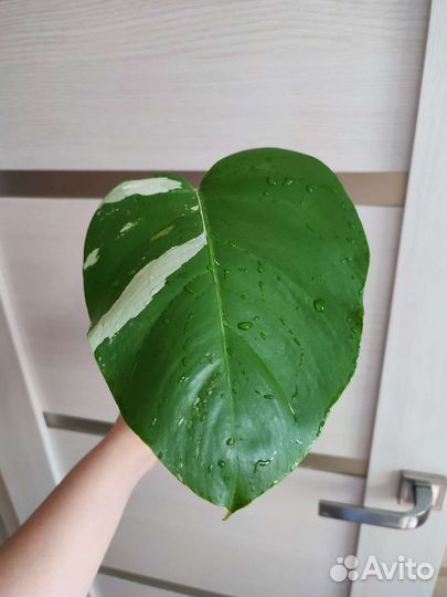 Монстера вариегатная альба