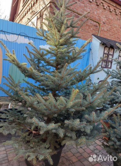 Голубая ель 1.2м