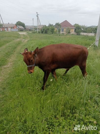 Телочки на молоко от хороших молочных коров