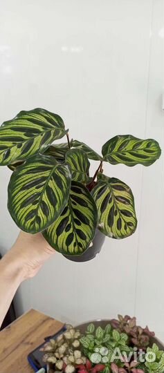 Комнатные растения